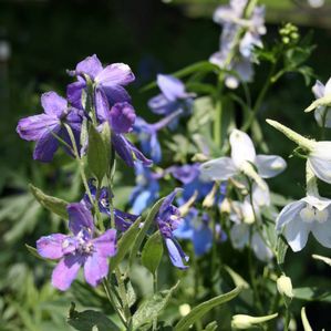 Delphinium elatum Connecticut Yankee