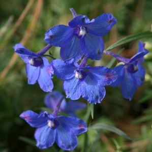 Delphinium grandiflorum Butterfly Blue