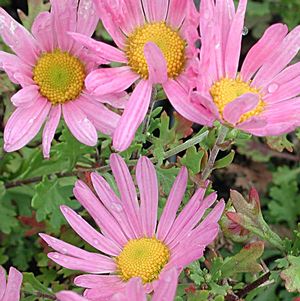 Chrysanthemum (Dendranthema) zawadskii Clara Curtis
