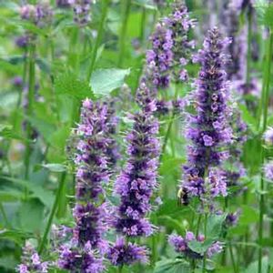 Agastache Black Adder