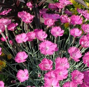 Dianthus gratianopolitanus Firewitch
