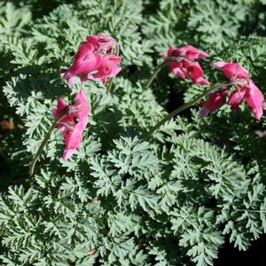 Dicentra eximia Luxuriant