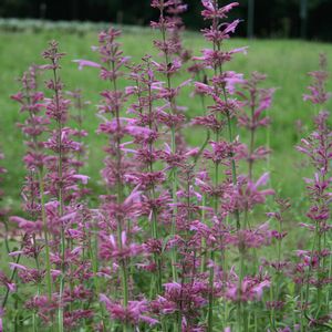 Agastache Heatwave