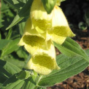 Digitalis grandiflora (ambigua) 