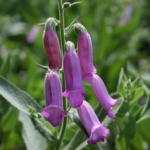 Digitalis thapsi 