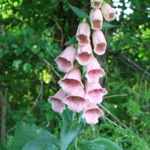 Digitalis mertonensis 