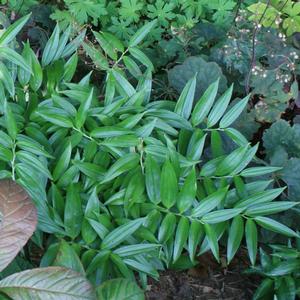 Disporopsis pernyi 