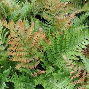Dryopteris erythrosora Brilliance