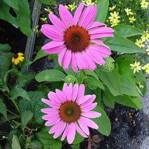 Echinacea purpurea Magnus