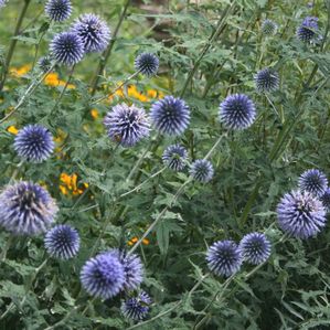 Echinops bannaticus Blue Glow