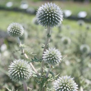 Echinops sphaerocephalis Arctic Glow