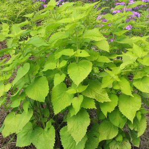 Agastache foeniculum Golden Jubilee