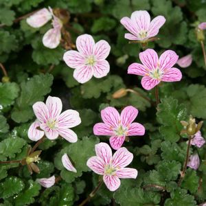 Erodium reichardii Charm