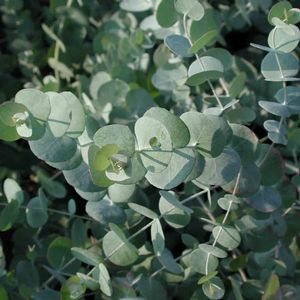 Eucalyptus cinerea 