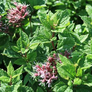 Eupatorium dubium Baby Joe