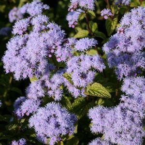 Eupatorium (Conoclinium) coelestinum Cori