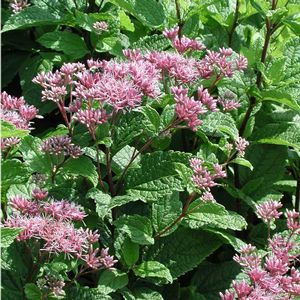 Eupatorium dubium Little Joe
