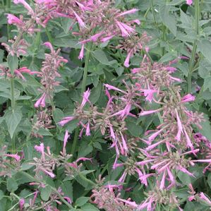 Agastache barberi Tutti Frutti