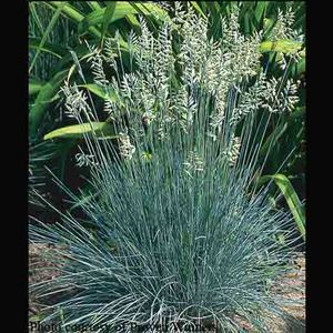 Festuca ovina var. glauca Elijah Blue