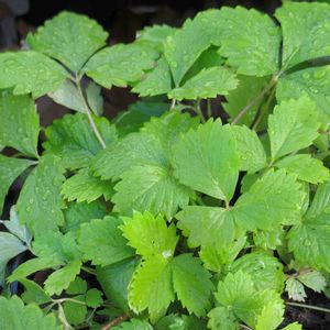 Fragaria vesca Golden Alexandria