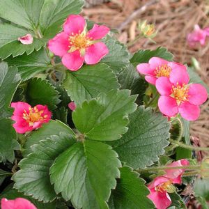 Fragaria vesca Lipstick