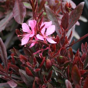 Gaura lindheimeri Crimson Butterflies