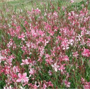 Gaura lindheimeri Siskiyou Pink
