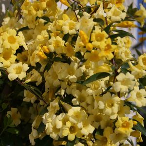 Gelsemium sempervirens Margarita