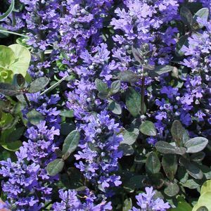 Ajuga reptans Chocolate Chip