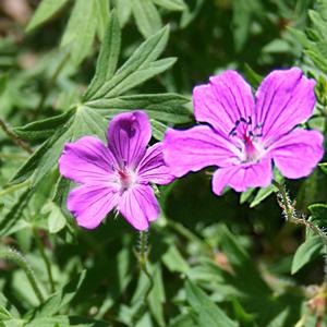 Geranium Tiny Monster