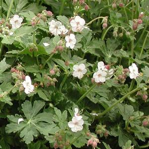 Geranium cantabrigiense Biokovo