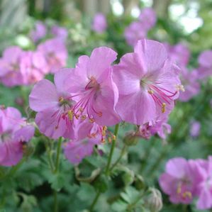 Geranium cantabrigiense Biokovo Karmina