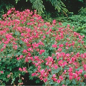 Geranium macrorrhizum Bevan's Variety