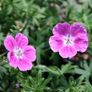 Geranium sanguineum Elke