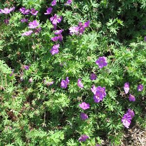 Geranium sanguineum 