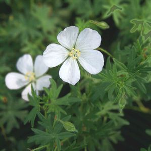 Geranium sanguineum Album