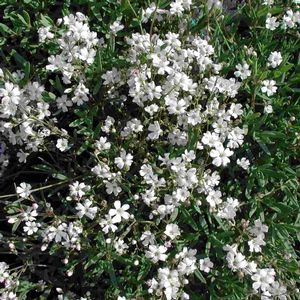 Gypsophila repens Alba