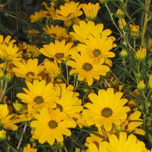 Helianthus salicifolius First Light