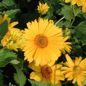 Heliopsis helianthoides var. scabra Summer Sun