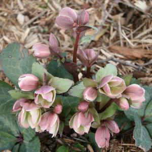 Helleborus nigersmithii Ivory Prince
