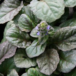Ajuga reptans Catlin's Giant