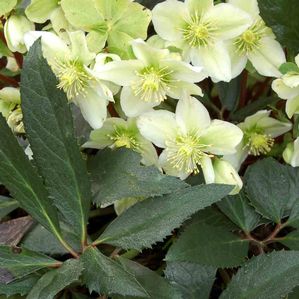 Helleborus nigercors Honeyhill Joy