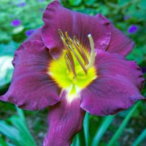 Hemerocallis Bela Lugosi
