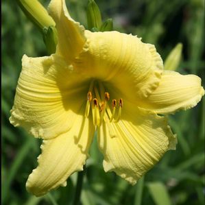 Hemerocallis Big Time Happy
