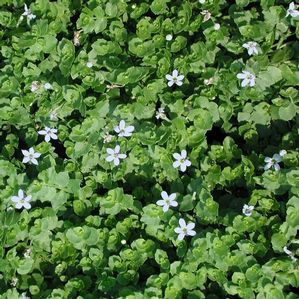 Isotoma fluviatilis 