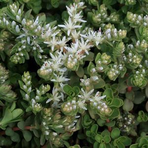 Sedum ternatum 