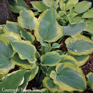 Hosta Seducer