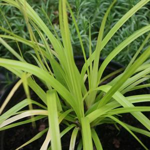 Carex oshimensis Everillo