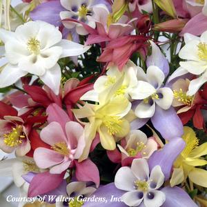 Aquilegia Origami Mix