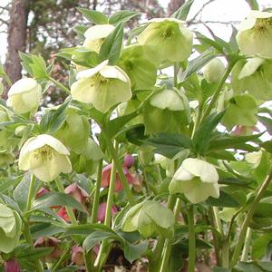 Helleborus orientalis 'White form'